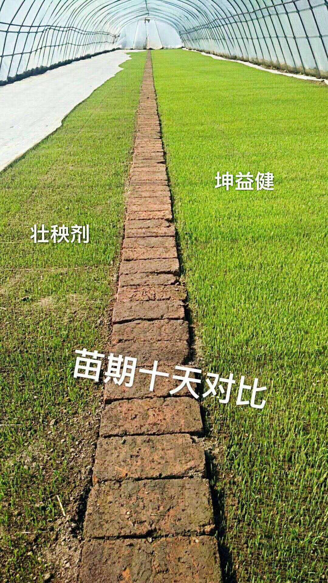 水稻育秧.jpg